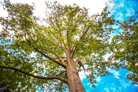 Best Pest Control for Lawns  in Taylor Mill, KY