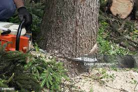 Taylor Mill, KY Tree Services Company