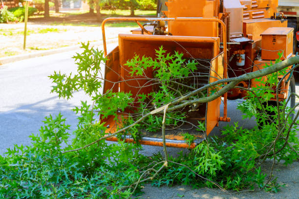 Best Weed Control  in Taylor Mill, KY