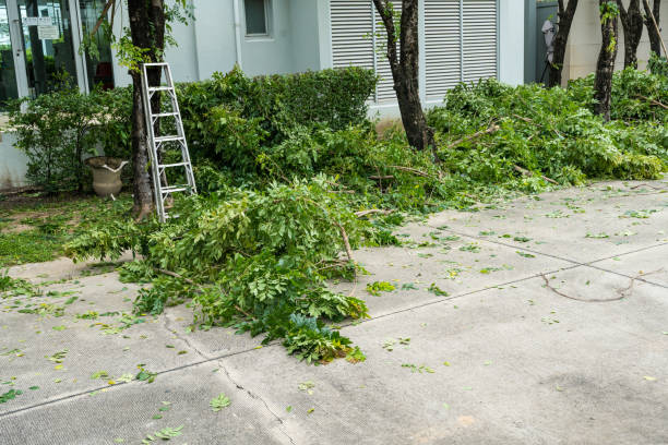 Best Pest Control for Lawns  in Taylor Mill, KY