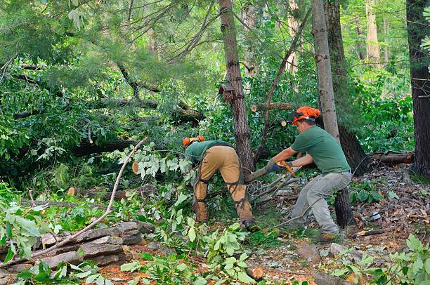 Best Tree and Shrub Care  in Taylor Mill, KY