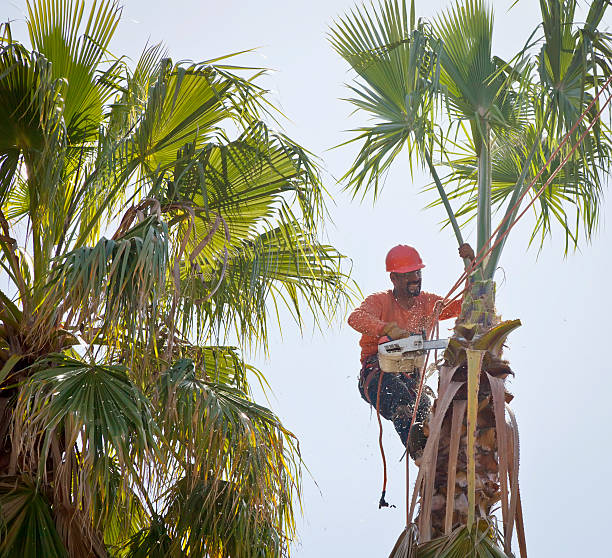 How Our Tree Care Process Works  in  Taylor Mill, KY