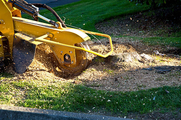 Best Commercial Tree Services  in Taylor Mill, KY