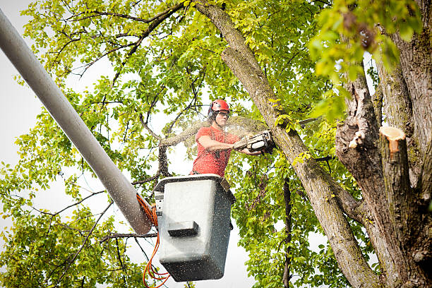 Best Tree Preservation Services  in Taylor Mill, KY